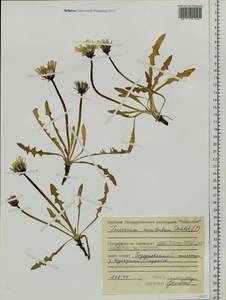 Taraxacum macilentum Dahlst., Siberia, Central Siberia (S3) (Russia)
