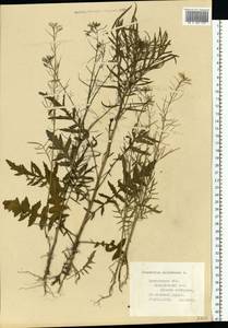 Sisymbrium altissimum L., Eastern Europe, Central forest region (E5) (Russia)