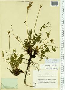Oxytropis campanulata Vassilcz., Siberia, Western Siberia (S1) (Russia)