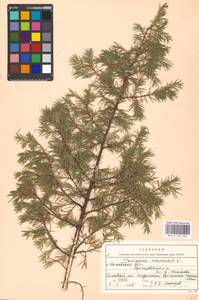 Juniperus communis L., Eastern Europe, Moscow region (E4a) (Russia)