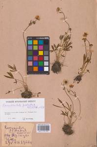 Ranunculus pedatus Waldst. & Kit., Eastern Europe, Eastern region (E10) (Russia)