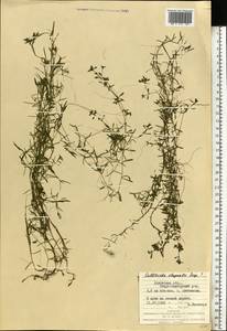 Callitriche stagnalis Scop., Eastern Europe, West Ukrainian region (E13) (Ukraine)