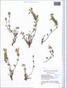 Scutellaria, Middle Asia, Western Tian Shan & Karatau (M3) (Kyrgyzstan)