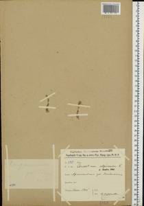 Cerastium alpinum L., Eastern Europe, Northern region (E1) (Russia)