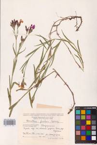 Dianthus chinensis L., Eastern Europe, Central region (E4) (Russia)