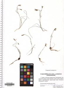 SMR001879, Gagea bulbifera (Pall.) Salisb., Eastern Europe, Middle Volga region (E8) (Russia)