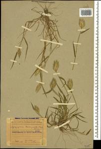 Eremopyrum bonaepartis (Spreng.) Nevski, Caucasus, Azerbaijan (K6) (Azerbaijan)