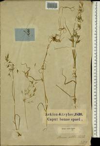 Bromus pectinatus Thunb., Africa (AFR) (South Africa)