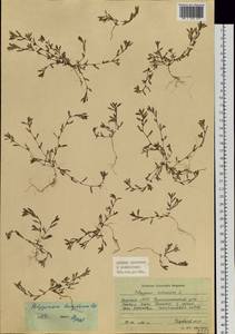 Polygonum humifusum Mert. ex C. Koch, Siberia, Yakutia (S5) (Russia)