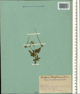 Erodium hoefftianum C. A. Meyer, Caucasus, Armenia (K5) (Armenia)