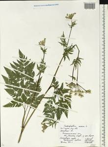 Chaerophyllum aureum L., Eastern Europe, Moscow region (E4a) (Russia)