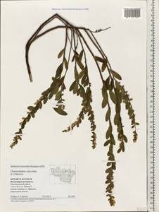 Chamaedaphne calyculata (L.) Moench, Eastern Europe, Central region (E4) (Russia)