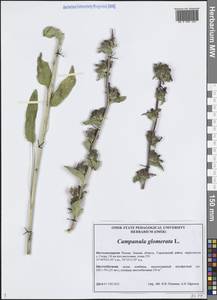 Campanula glomerata L., Siberia, Western Siberia (S1) (Russia)