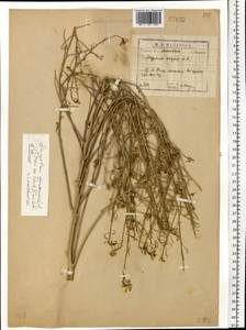 Guenthera persica subsp. persica, Eastern Europe, Moscow region (E4a) (Russia)