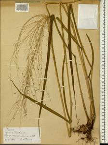 Panicum, Africa (AFR) (Ethiopia)