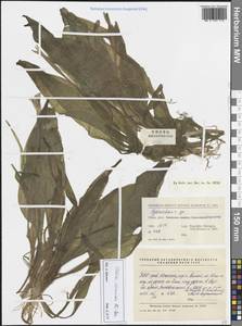 Ottelia alismoides (L.) Pers., South Asia, South Asia (Asia outside ex-Soviet states and Mongolia) (ASIA) (China)