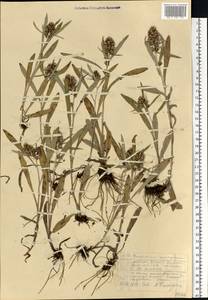 Omalotheca norvegica (Gunnerus) Sch. Bip. & F. W. Schultz, Eastern Europe, Northern region (E1) (Russia)