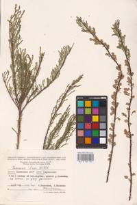 Tamarix laxa Willd., Eastern Europe, Lower Volga region (E9) (Russia)