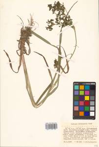 Scirpus orientalis Ohwi, Siberia, Russian Far East (S6) (Russia)