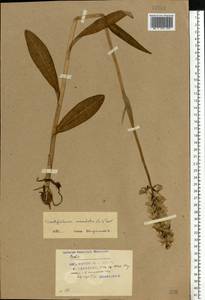 Dactylorhiza maculata (L.) Soó, Eastern Europe, Belarus (E3a) (Belarus)