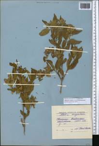 Zabelia corymbosa (Regel & Schmalh.) Makino, Middle Asia, Western Tian Shan & Karatau (M3) (Kyrgyzstan)