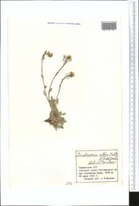 Smelowskia alba (Pall.) Regel, Middle Asia, Pamir & Pamiro-Alai (M2) (Tajikistan)