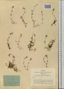 Dichodon cerastoides (L.) Rchb., Siberia, Altai & Sayany Mountains (S2) (Russia)