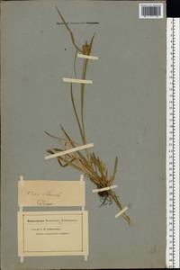 Carex flava L., Eastern Europe, Estonia (E2c) (Estonia)
