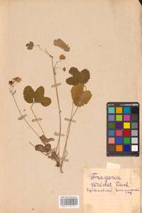 Fragaria viridis Duchesne, Eastern Europe, Middle Volga region (E8) (Russia)