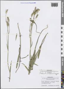 Campanula stevenii subsp. wolgensis (P.A.Smirn.) Fed., Eastern Europe, Middle Volga region (E8) (Russia)