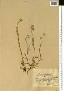 Erigeron lonchophyllus Hook., Siberia, Altai & Sayany Mountains (S2) (Russia)