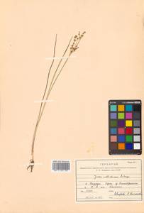 Juncus articulatus subsp. articulatus, Siberia, Russian Far East (S6) (Russia)