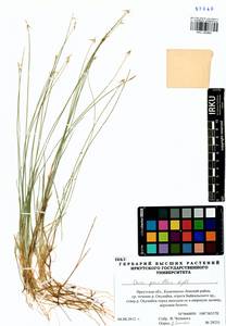 Carex pauciflora Lightf., Siberia, Baikal & Transbaikal region (S4) (Russia)