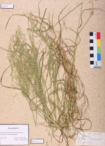 Poa palustris L., Siberia, Altai & Sayany Mountains (S2) (Russia)