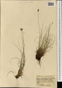 Carex macroprophylla (Y.C.Yang) S.R.Zhang, Mongolia (MONG) (Mongolia)