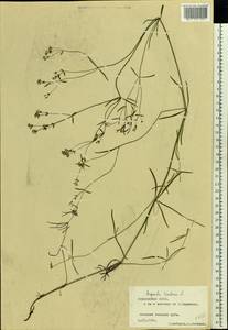 Cynanchica tinctoria (L.) Fourr., Eastern Europe, Middle Volga region (E8) (Russia)