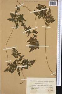 Gymnocarpium robertianum (Hoffm.) Newman, Western Europe (EUR) (Czech Republic)