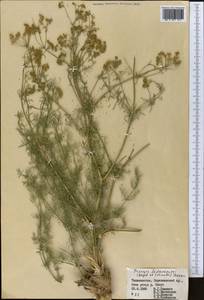 Prangos pabularia subsp. pabularia, Middle Asia, Pamir & Pamiro-Alai (M2) (Tajikistan)
