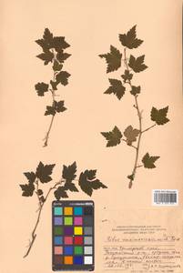 Ribes maximoviczianum Kom., Siberia, Russian Far East (S6) (Russia)