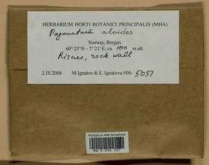 Pogonatum aloides (Hedw.) P. Beauv., Bryophytes, Bryophytes - Western Europe (BEu) (Norway)