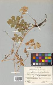 Chelidonium majus L., Siberia, Russian Far East (S6) (Russia)