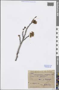 Prunus armeniaca L., Middle Asia, Pamir & Pamiro-Alai (M2) (Uzbekistan)