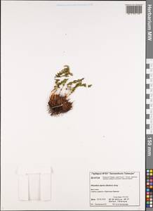 Woodsia alpina (Bolton) Gray, Siberia, Central Siberia (S3) (Russia)