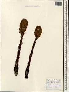 Orobanche elatior subsp. elatior, Caucasus, Stavropol Krai, Karachay-Cherkessia & Kabardino-Balkaria (K1b) (Russia)