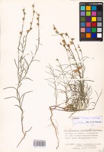 MHA 0 159 317, Linaria macroura (M. Bieb.) M. Bieb., Eastern Europe, Lower Volga region (E9) (Russia)
