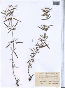 Dracocephalum ruyschiana L., Middle Asia, Northern & Central Kazakhstan (M10) (Kazakhstan)