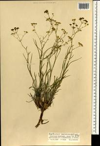 Bupleurum scorzonerifolium Willd., Mongolia (MONG) (Mongolia)