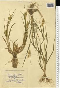 Setaria pumila (Poir.) Roem. & Schult., Eastern Europe, North Ukrainian region (E11) (Ukraine)