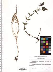 Veronica prostrata L., Eastern Europe, Middle Volga region (E8) (Russia)