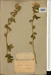Malva thuringiaca subsp. thuringiaca, Caucasus, Dagestan (K2) (Russia)